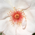 Alb - Trandafir pentru straturi Floribunda - Jacqueline du Pré